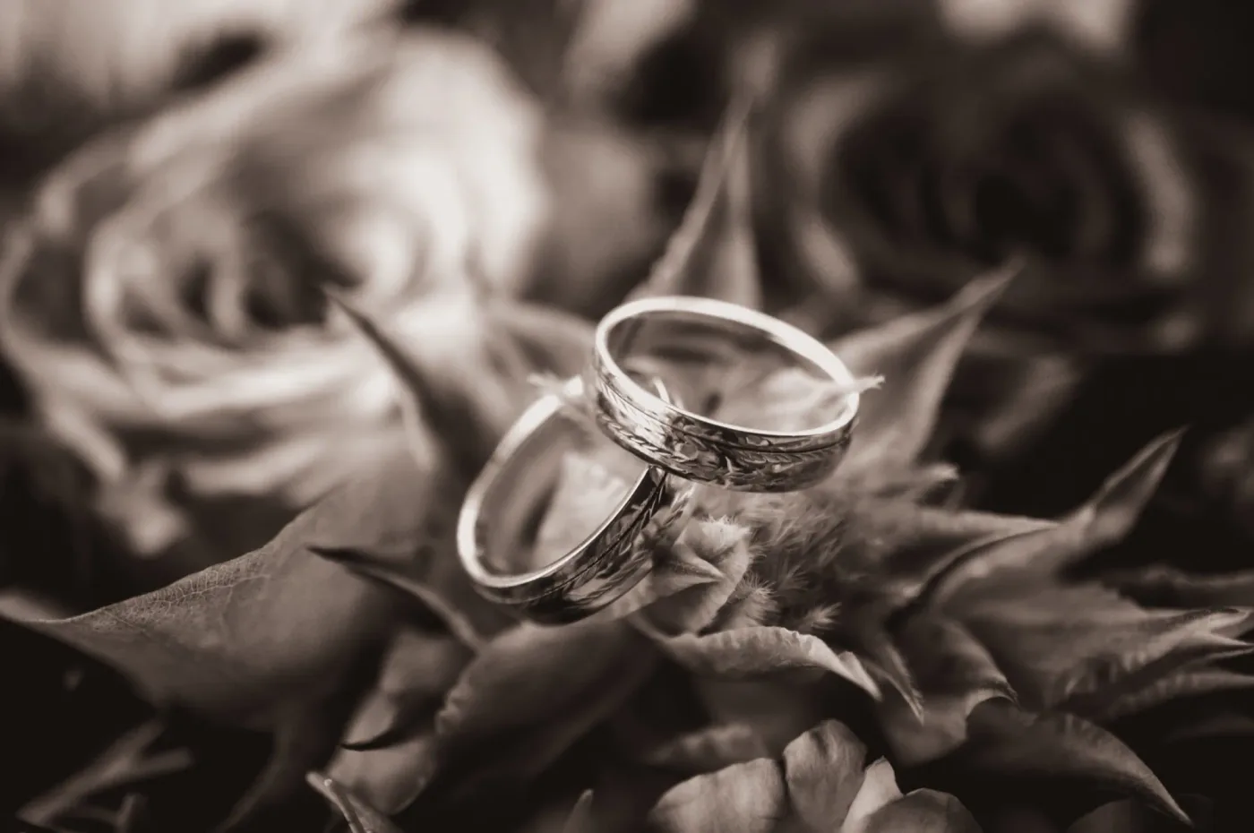 Zwei Eheringe auf Rosen, Sepia